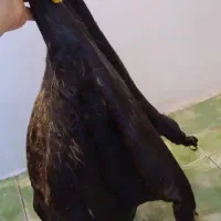 هیزه|ظروف نگهدارنده، پلاستیکی، یک‌بارمصرف|اسلام‌‌آباد غرب, |دیوار