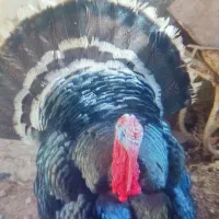 بوقلمون برنز خانگی رسمی