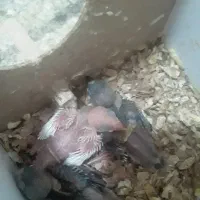 فنچ نرگسی مولد|پرنده|کاشمر, |دیوار