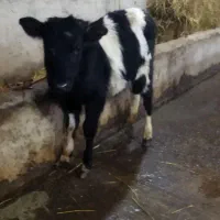 گوساله ماده  گیل دورگ