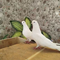 تهرانی نوک ریز|پرنده|شیروان (لرستان), |دیوار