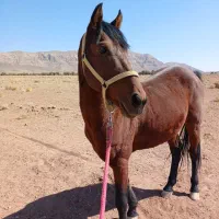 اسب|اسب و تجهیزات اسب‌سواری|زرند, |دیوار