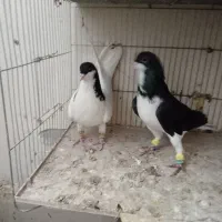 دوجفت سیاه پوش