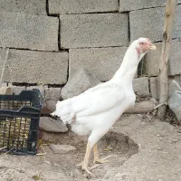 ۴عدد تخم لاری نطفه دار تازه دونه ی ۲۰۰مقطوع