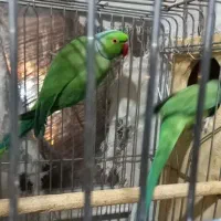 جفت ملنگو روی جوجه