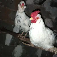 مرغ و خروس گلین چهل تاج