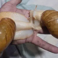 حلزون آلبینو