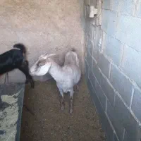 سلام یک عدد بز دورگ