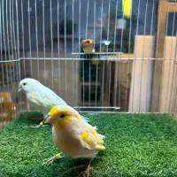 قناری موزاییکی