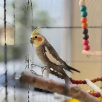 عروس هلندی سخنگو توتو