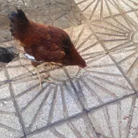 خروس محلی چاق|حیوانات مزرعه|کوهدشت, |دیوار