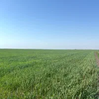 زمین ۲/۵ هکتاری تک برگ سند