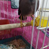 مرغ مینا سخنگو