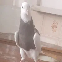 زل کبوتر
