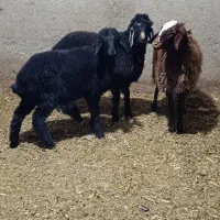 ۳ راس بره سبک|حیوانات مزرعه|پاکدشت, پاکدشت (مامازند)|دیوار