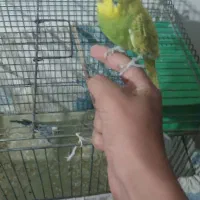 مرغ عشق دستی|پرنده|ساوه, |دیوار