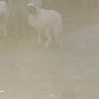 یک عدد شک ورن با یک کاور|حیوانات مزرعه|دهلران, |دیوار