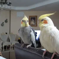 پرنده|پرنده|مشهد, چهارچشمه|دیوار