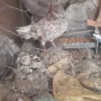 پرنده|پرنده|شوشتر, |دیوار