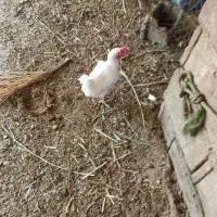 خروس عربی