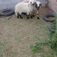 میش وبره ماده