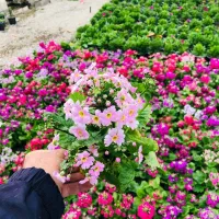 گل خاک|گل و گیاه طبیعی|رباطکریم, شهرک درخشان|دیوار