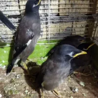 جوجه مرغ سیبرات جوجه مینا جوجه کانادای