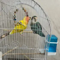 یه جفت طوطی برزیلی|پرنده|تهران, گلچین|دیوار
