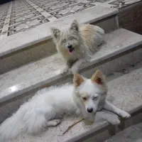 پاکوتاه گوش تیز