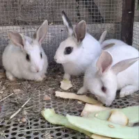 خرگوش|موش و خرگوش|ماهان, |دیوار