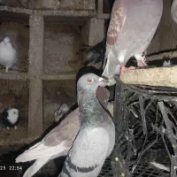 تعدادی کبوتر در سیرجان