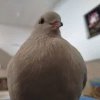 کبوتر گمشده|حیوانات|قم, عمار یاسر|دیوار