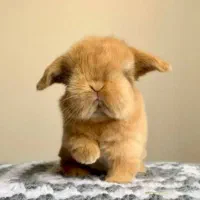 راشل پت بزرگترین و تخصصی ترین مرکز جوندگان ایران|موش و خرگوش|اصفهان, بهاران|دیوار