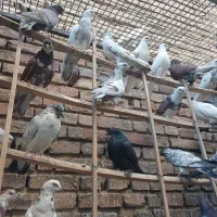 حدود ۵۰ عدد کفتر گرفتنی|پرنده|تهران, جوادیه|دیوار