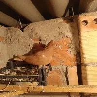 مایا|پرنده|اردبیل, |دیوار