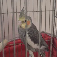 جفت مولد عروس هلندی|پرنده|پاکدشت, پاکدشت (مامازند)|دیوار