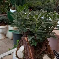 گل میخک وسانسوریا