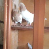 کفتر|پرنده|میاندوآب, |دیوار