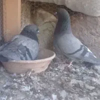 نروماده پرشی