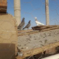 جوجه کاشونی پرشی