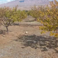 فروش-فوری-باغ-در-منطقه-ازاد-ارس-جلفا