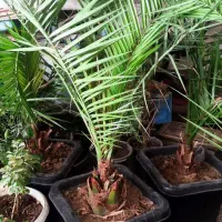 نخل خرما ۴ سالهام گلدان بزرگ ارتفاع ۱.۵ تا دو متر|گل و گیاه طبیعی|تهران, وصفنارد|دیوار