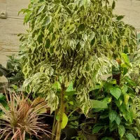 گل اپارتمانی بنجامین۳ رنگ لطفا ورق بزن