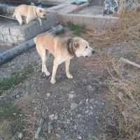 واگذاری|سگ|مشهد, ایثار|دیوار