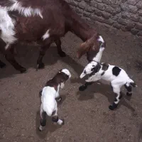 بز و بزغاله نروماده