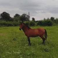 نریان کهر بی نشان