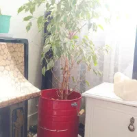 گل بنجامین|گل و گیاه طبیعی|اسلامشهر, مظفریه|دیوار