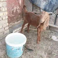 6500|حیوانات مزرعه|شادگان, |دیوار