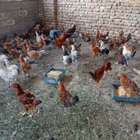 فروش خروس