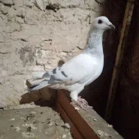 کبوتر